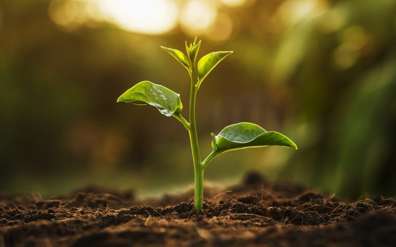 young tree growing in garden with sunrise. eco concept earth day